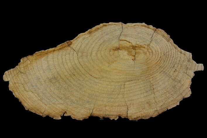 Rare Petrified Snakewood (Mennegoxylon) Round - Texas #166402
